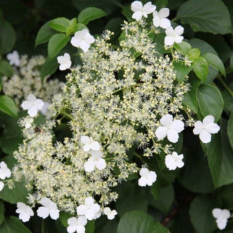Гортензія плетиста &lsquo;Petiolaris&rsquo; (Hydrangea anomala &lsquo;Petiolaris&rsquo;) Petiolaris фото