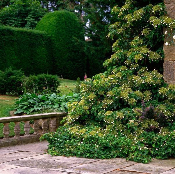 Гортензія плетиста &lsquo;Petiolaris&rsquo; (Hydrangea anomala &lsquo;Petiolaris&rsquo;) Petiolaris фото