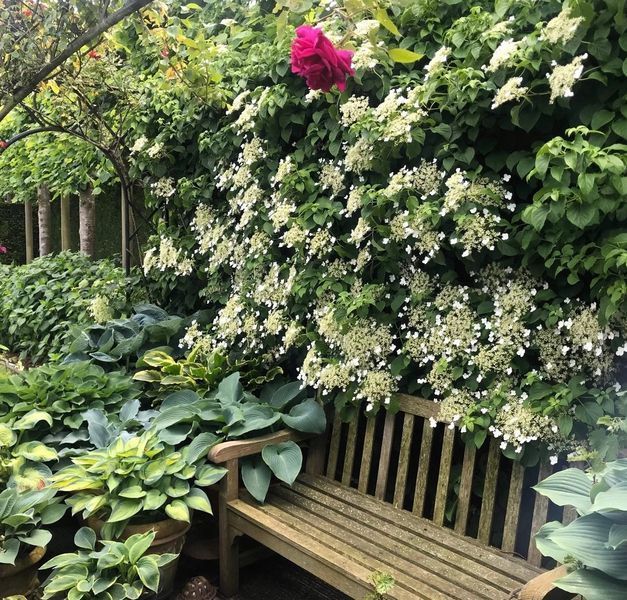 Гортензія плетиста &lsquo;Petiolaris&rsquo; (Hydrangea anomala &lsquo;Petiolaris&rsquo;) Petiolaris фото