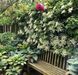 Гортензія плетиста &lsquo;Petiolaris&rsquo; (Hydrangea anomala &lsquo;Petiolaris&rsquo;) Petiolaris фото 3