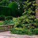 Гортензія плетиста &lsquo;Petiolaris&rsquo; (Hydrangea anomala &lsquo;Petiolaris&rsquo;) Petiolaris фото 4