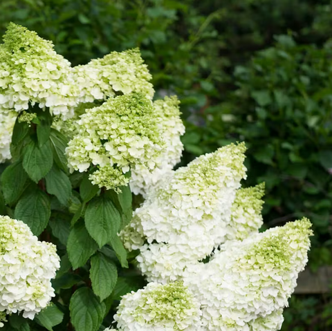​​Гортензія волотиста &lsquo;Magical Moonlight&rsquo; (Hydrangea paniculata &lsquo;Magical Moonlight&rsquo;) Magical Moonlight фото