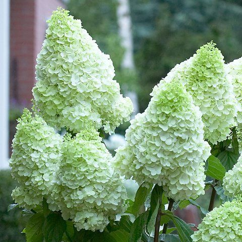 ​​Гортензія волотиста &lsquo;Magical Moonlight&rsquo; (Hydrangea paniculata &lsquo;Magical Moonlight&rsquo;) Magical Moonlight фото