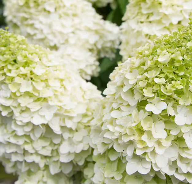 ​​Гортензія волотиста &lsquo;Magical Moonlight&rsquo; (Hydrangea paniculata &lsquo;Magical Moonlight&rsquo;) Magical Moonlight фото