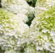 ​​Гортензія волотиста &lsquo;Magical Moonlight&rsquo; (Hydrangea paniculata &lsquo;Magical Moonlight&rsquo;) Magical Moonlight фото 3
