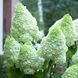 ​​Гортензія волотиста &lsquo;Magical Moonlight&rsquo; (Hydrangea paniculata &lsquo;Magical Moonlight&rsquo;) Magical Moonlight фото 1