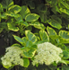 Гортензія плетиста &lsquo;Miranda&rsquo; (Hydrangea anomala &lsquo;Miranda&rsquo;) Miranda фото 2