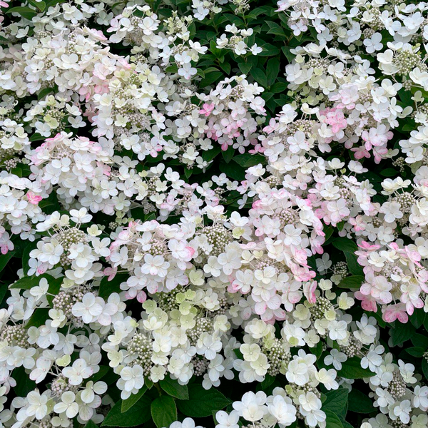 Гортензія волотиста &lsquo;Panflora&rsquo; (Hydrangea paniculata &lsquo;Panflora') Panflora фото