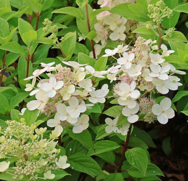 Гортензія волотиста &lsquo;Panflora&rsquo; (Hydrangea paniculata &lsquo;Panflora') Panflora фото
