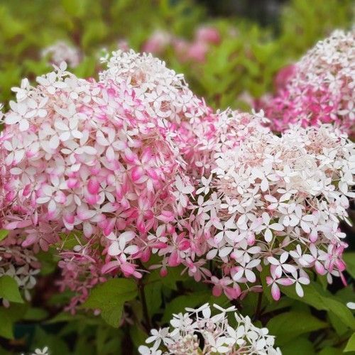 Гортензія волотиста &lsquo;Royal Flower&lsquo;​ (Hydrangea paniculata &lsquo;Royal Flower&lsquo;) Royal Flower фото