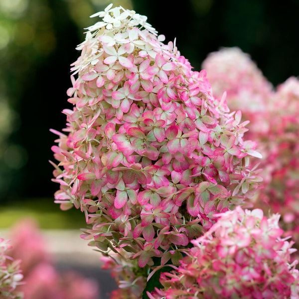 Гортензія волотиста &lsquo;Royal Flower&lsquo;​ (Hydrangea paniculata &lsquo;Royal Flower&lsquo;) Royal Flower фото