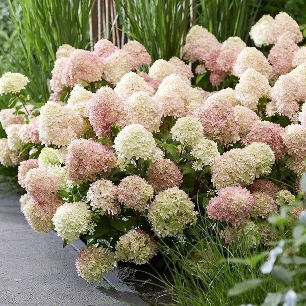 Гортензія волотиста ʼLittle Loveʼ​ (Hydrangea paniculata ʼLiving Little Loveʼ) Living Little Love фото