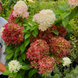 Гортензія волотиста ʼLittle Loveʼ​ (Hydrangea paniculata ʼLiving Little Loveʼ) Living Little Love фото 3