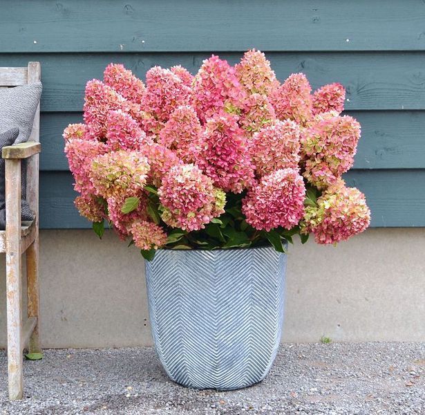 Гортензія волотиста &lsquo;Redlight&rsquo; (Hydrangea paniculata &lsquo;Redlight&rsquo;) C3 Redlight фото