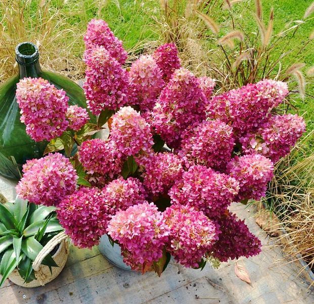 Гортензія волотиста &lsquo;Redlight&rsquo; (Hydrangea paniculata &lsquo;Redlight&rsquo;) C3 Redlight фото