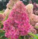 Гортензія волотиста &lsquo;Redlight&rsquo; (Hydrangea paniculata &lsquo;Redlight&rsquo;) C3 Redlight фото 1