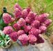 Гортензія волотиста &lsquo;Redlight&rsquo; (Hydrangea paniculata &lsquo;Redlight&rsquo;) C3 Redlight фото 3