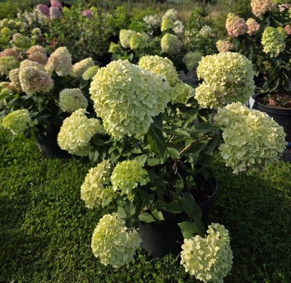 Гортензія волотиста ʼMinty Spiritʼ​ (Hydrangea paniculata 'Minty Spirit&lsquo;) Minty Spirit фото