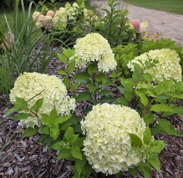 Гортензія волотиста ʼMinty Spiritʼ​ (Hydrangea paniculata 'Minty Spirit&lsquo;) Minty Spirit фото