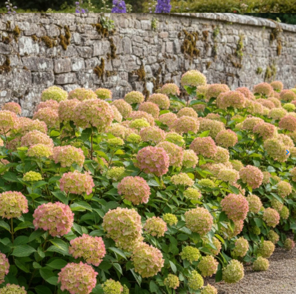 Гортензія волотиста &lsquo;Romantic Ace&rsquo; (Hydrangea paniculata &lsquo;Romantic Ace&rsquo;) C3 Romantic Ace фото