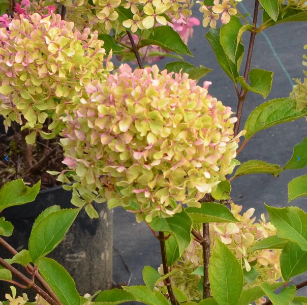 Гортензія волотиста &lsquo;Romantic Ace&rsquo; (Hydrangea paniculata &lsquo;Romantic Ace&rsquo;) C3 Romantic Ace фото