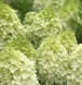 Гортензія волотиста ʼMinty Spiritʼ​ (Hydrangea paniculata 'Minty Spirit&lsquo;) Minty Spirit фото 1