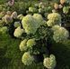 Гортензія волотиста ʼMinty Spiritʼ​ (Hydrangea paniculata 'Minty Spirit&lsquo;) Minty Spirit фото 3