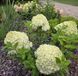 Гортензія волотиста ʼMinty Spiritʼ​ (Hydrangea paniculata 'Minty Spirit&lsquo;) Minty Spirit фото 2