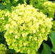 Гортензія волотиста &lsquo;Romantic Ace&rsquo; (Hydrangea paniculata &lsquo;Romantic Ace&rsquo;) C3 Romantic Ace фото 3