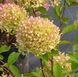 Гортензія волотиста &lsquo;Romantic Ace&rsquo; (Hydrangea paniculata &lsquo;Romantic Ace&rsquo;) C3 Romantic Ace фото 4