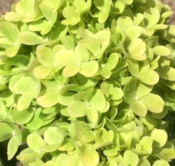Гортензія волотиста &lsquo;Mojito&rsquo;​ (Hydrangea paniculata &lsquo;Mojito&rsquo;​) Mojito фото