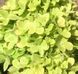 Гортензія волотиста &lsquo;Mojito&rsquo;​ (Hydrangea paniculata &lsquo;Mojito&rsquo;​) Mojito фото 3