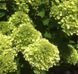 Гортензія волотиста &lsquo;Mojito&rsquo;​ (Hydrangea paniculata &lsquo;Mojito&rsquo;​) Mojito фото 4