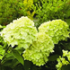 Гортензія волотиста &lsquo;Mojito&rsquo;​ (Hydrangea paniculata &lsquo;Mojito&rsquo;​) Mojito фото 1