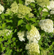 Гортензія волотиста &lsquo;Polar Bear&rsquo; (Hydrangea paniculata &lsquo;Polar Bear&rsquo;) C3 Polar Bear фото 3