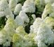 Гортензія волотиста &lsquo;Polar Bear&rsquo; (Hydrangea paniculata &lsquo;Polar Bear&rsquo;) C3 Polar Bear фото 1