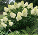 Гортензія волотиста &lsquo;Polar Bear&rsquo; (Hydrangea paniculata &lsquo;Polar Bear&rsquo;) C3 Polar Bear фото 2