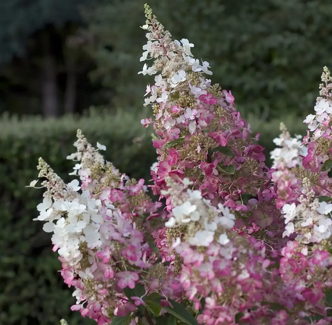 Гортензія волотиста 'Pinky Winky' (Hydrangea paniculata 'Pinky Winky') Pinky Winky фото