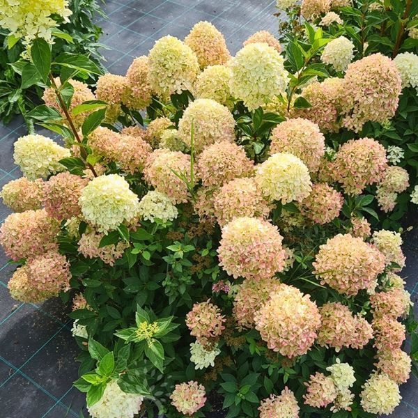 Гортензія волотиста &lsquo;Living Cotton Cream&rsquo; (Hydrangea paniculata &lsquo;Living Cotton Cream&rsquo;​) C3 Living Cotton Cream фото