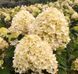Гортензія волотиста &lsquo;Living Cotton Cream&rsquo; (Hydrangea paniculata &lsquo;Living Cotton Cream&rsquo;​) C3 Living Cotton Cream фото 2