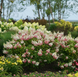 Гортензія волотиста 'Pinky Winky' (Hydrangea paniculata 'Pinky Winky') Pinky Winky фото 2