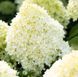 Гортензія волотиста &lsquo;Living Cotton Cream&rsquo; (Hydrangea paniculata &lsquo;Living Cotton Cream&rsquo;​) C3 Living Cotton Cream фото 1