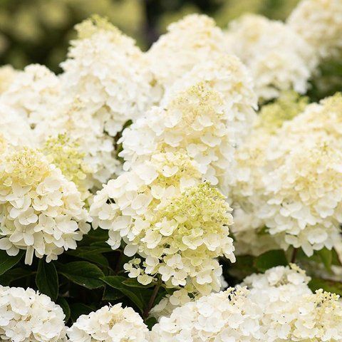 Гортензія волотиста &lsquo;Summer Snow&lsquo;​ (Hydrangea paniculata &lsquo;Summer Snow&lsquo;​) Summer Snow фото