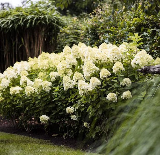 Гортензія волотиста &lsquo;Summer Snow&lsquo;​ (Hydrangea paniculata &lsquo;Summer Snow&lsquo;​) Summer Snow фото