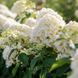 Гортензія волотиста &lsquo;Summer Snow&lsquo;​ (Hydrangea paniculata &lsquo;Summer Snow&lsquo;​) Summer Snow фото 4