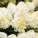 Гортензія волотиста &lsquo;Summer Snow&lsquo;​ (Hydrangea paniculata &lsquo;Summer Snow&lsquo;​) Summer Snow фото 1