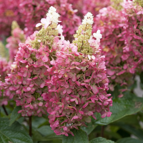 Гортензія волотиста &lsquo;Candlelight&rsquo; (Hydrangea paniculata &lsquo;Candlelight&rsquo;) Candlelight фото