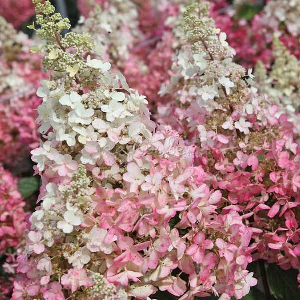 Гортензія волотиста &lsquo;Candlelight&rsquo; (Hydrangea paniculata &lsquo;Candlelight&rsquo;) Candlelight фото