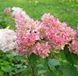 Гортензія волотиста &lsquo;Candlelight&rsquo; (Hydrangea paniculata &lsquo;Candlelight&rsquo;) Candlelight фото 3
