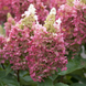 Гортензія волотиста &lsquo;Candlelight&rsquo; (Hydrangea paniculata &lsquo;Candlelight&rsquo;) Candlelight фото 1